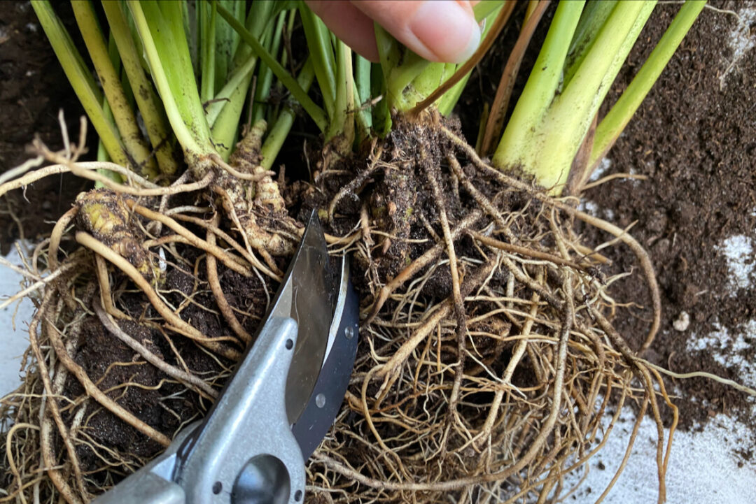 The Warning Signs that Your Peace Lily Needs Repotting & How to Do It