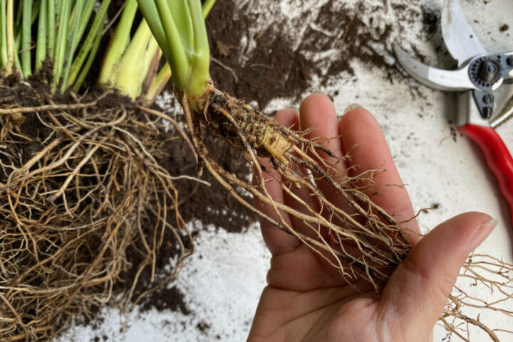 The Warning Signs that Your Peace Lily Needs Repotting & How to Do It