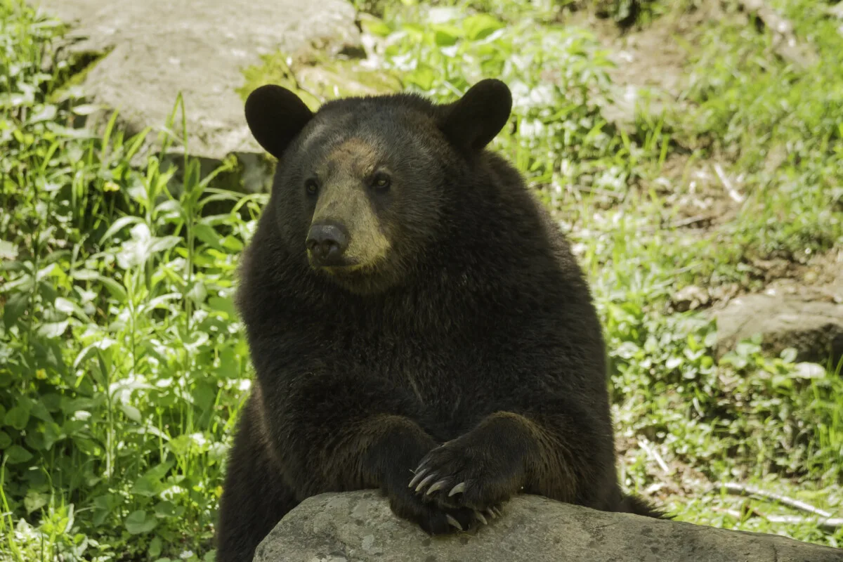Tips for black bear encounters: Keep your distance, and beware if it paws  the ground