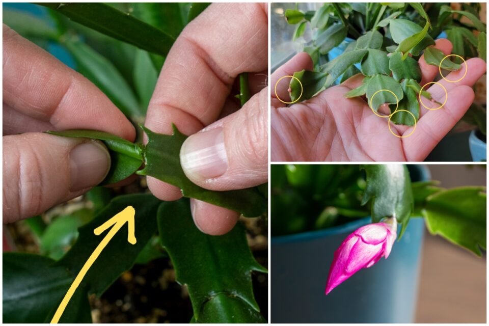 7 Christmas Cactus Mistakes That Means It Will Never Bloom