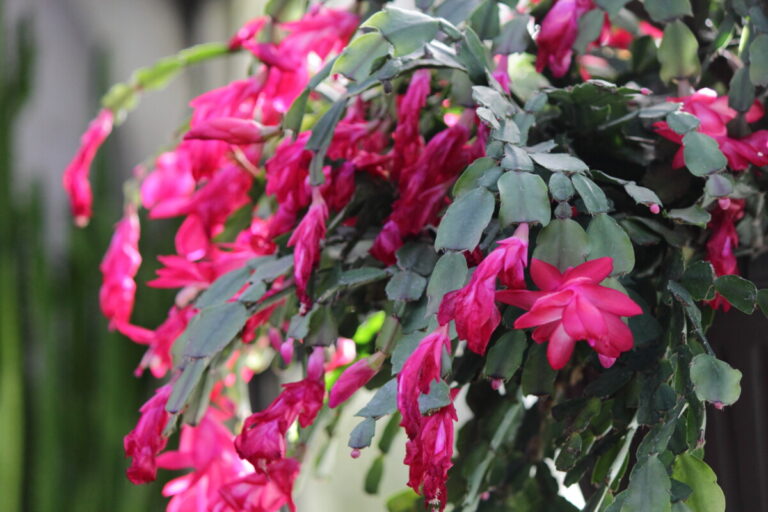 Christmas Cactus - How to ID & Care for Everyone's Favorite Holiday Plant