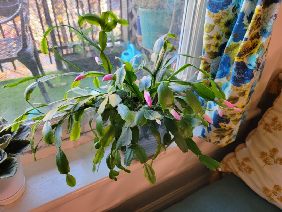 How to Get Your Christmas Cactus to Bloom More Than Once Each Year