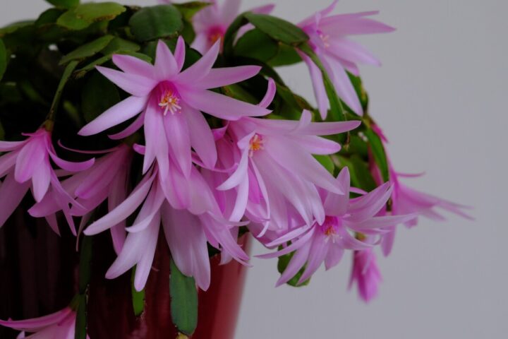 Caring For Easter Cactus – Christmas Cactus's More Stunning Cousin