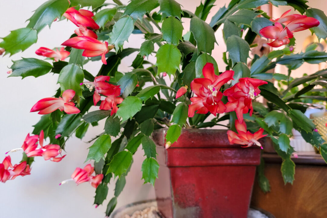 My Surprising Fertilizer For A Super Blooming Christmas Cactus Every Year