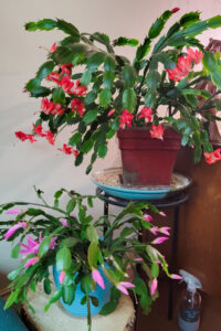 My Surprising Fertilizer For A Super Blooming Christmas Cactus Every Year