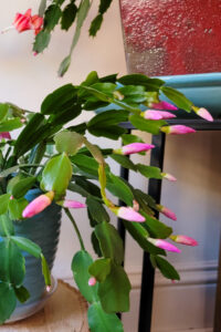 My Surprising Fertilizer For A Super Blooming Christmas Cactus Every Year