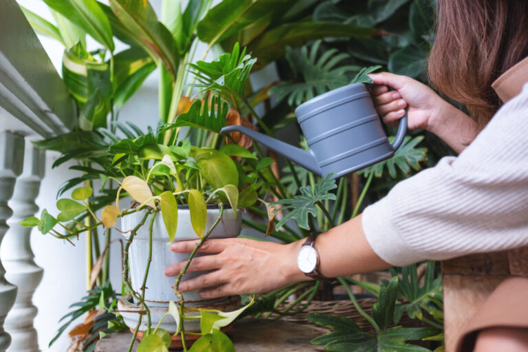 The #1 Reason Houseplant Leaves Turn Yellow & The Instant Fix