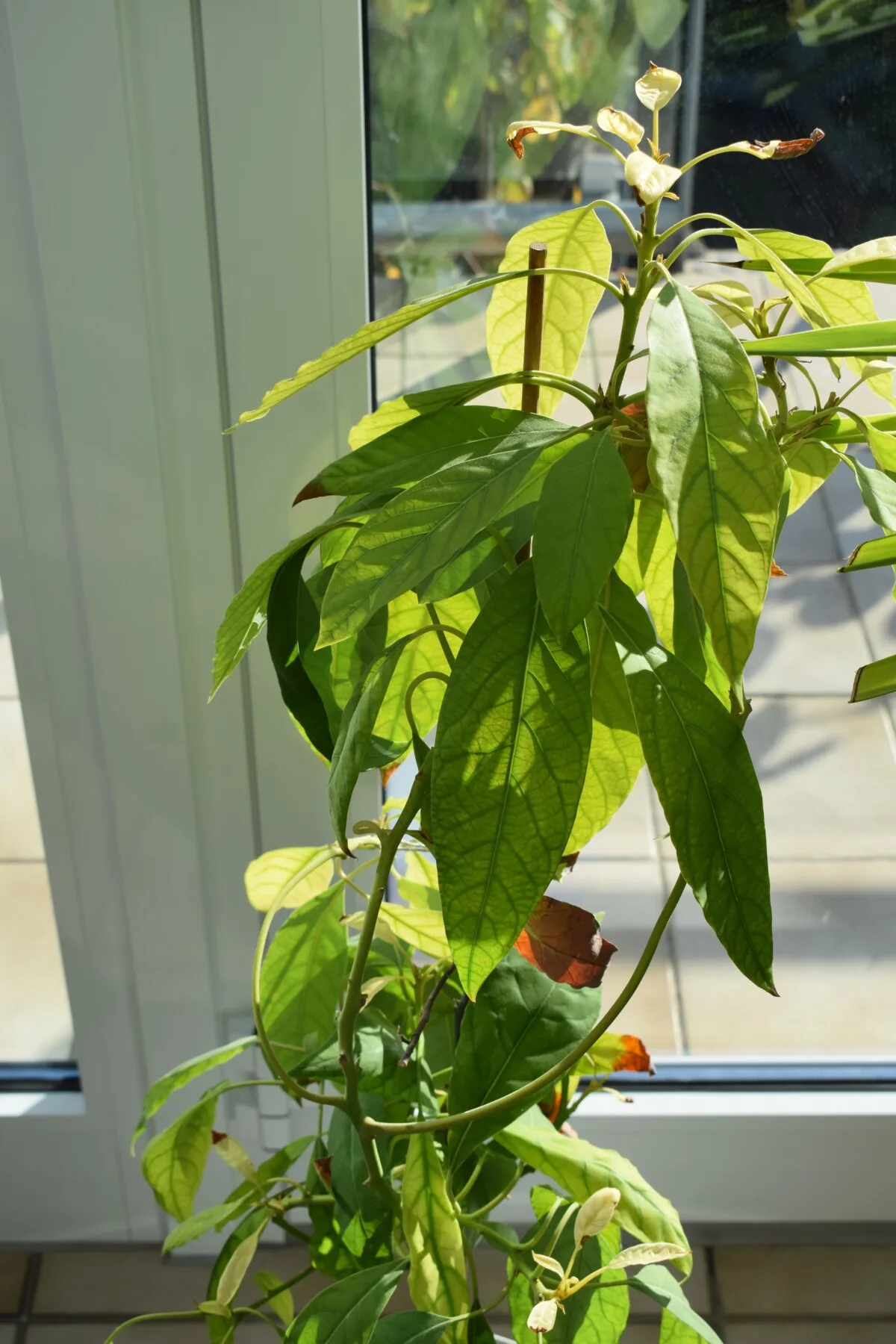 Avocado plant growing in pot