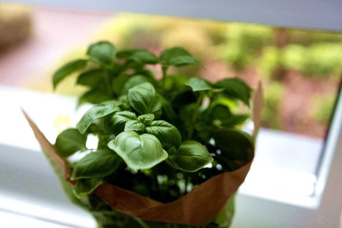 Small potted basil plant in window