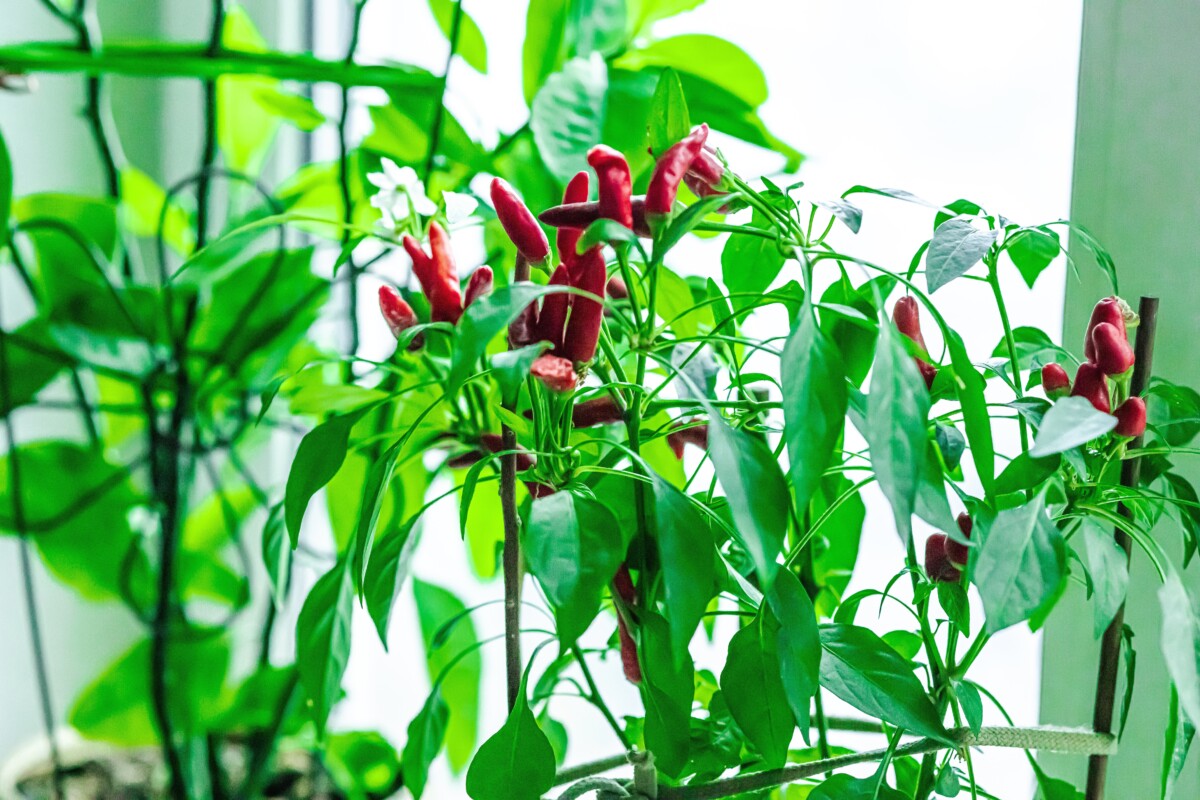 Chile pepper plant growing indoors