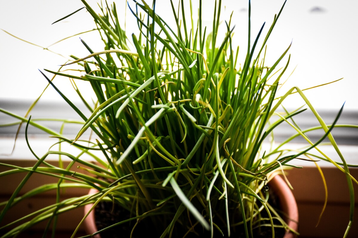 Potted chive plant