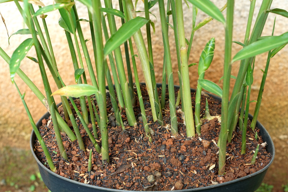 Ginger plants growing in pot