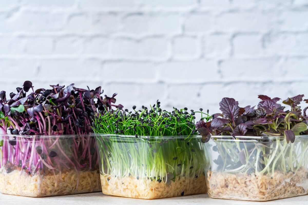 Three different types of microgreens