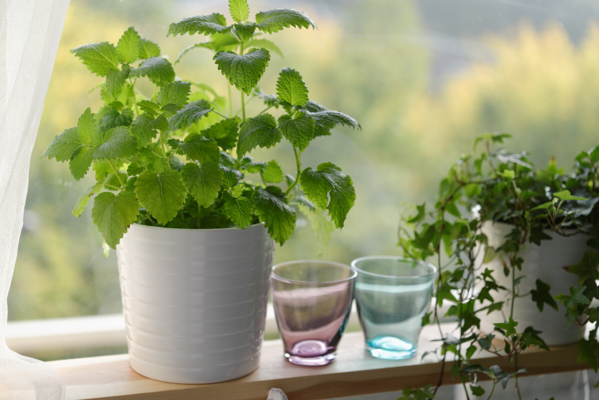 Lemon balm plant on windowsill