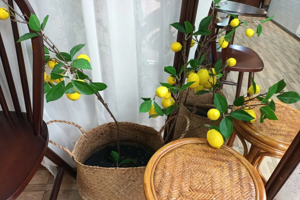 Meyer lemon tree growing in a pot indoors