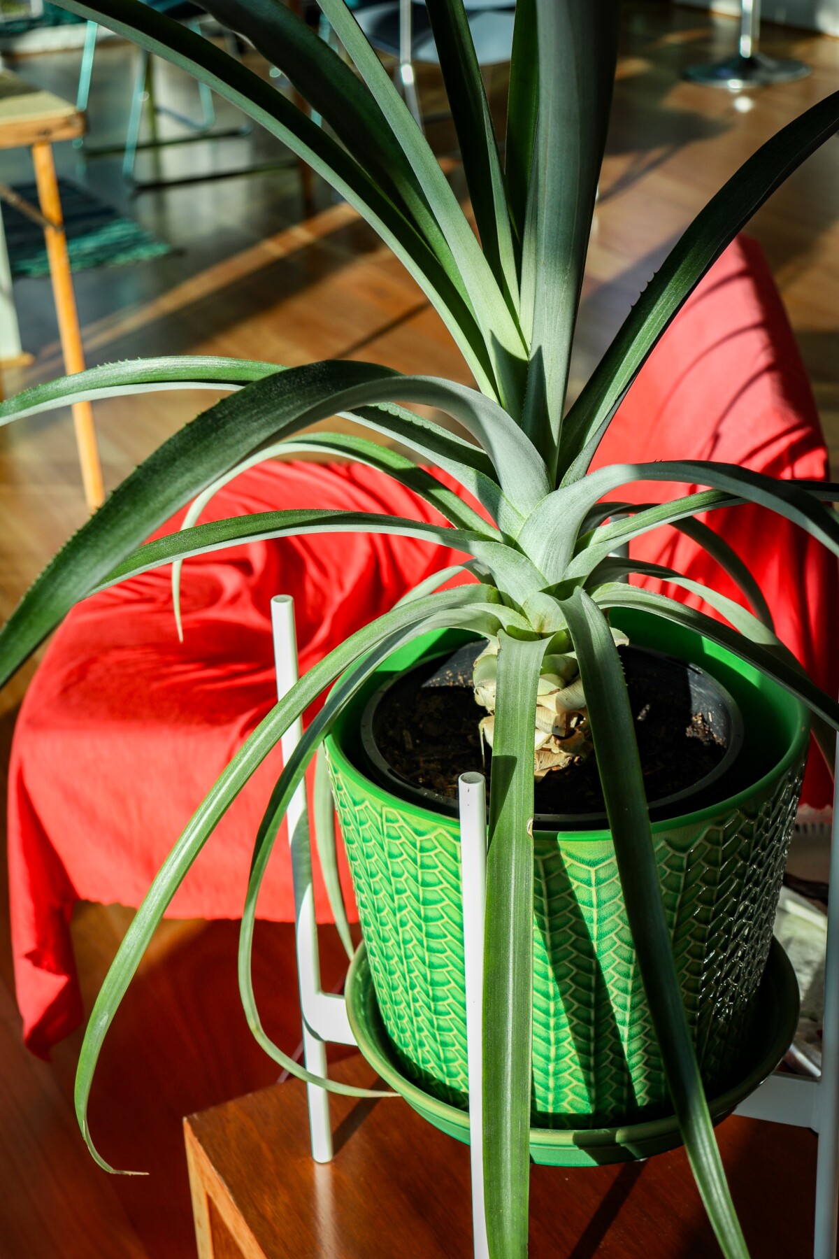 Growing pineapple plant from pineapple top