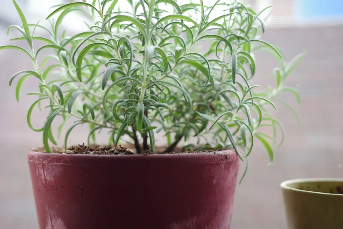 Potted rosemary plant