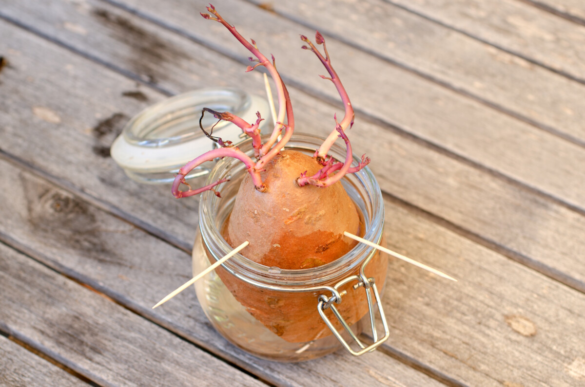 Sweet potato in jar with sprouts coming out of the top of the potato