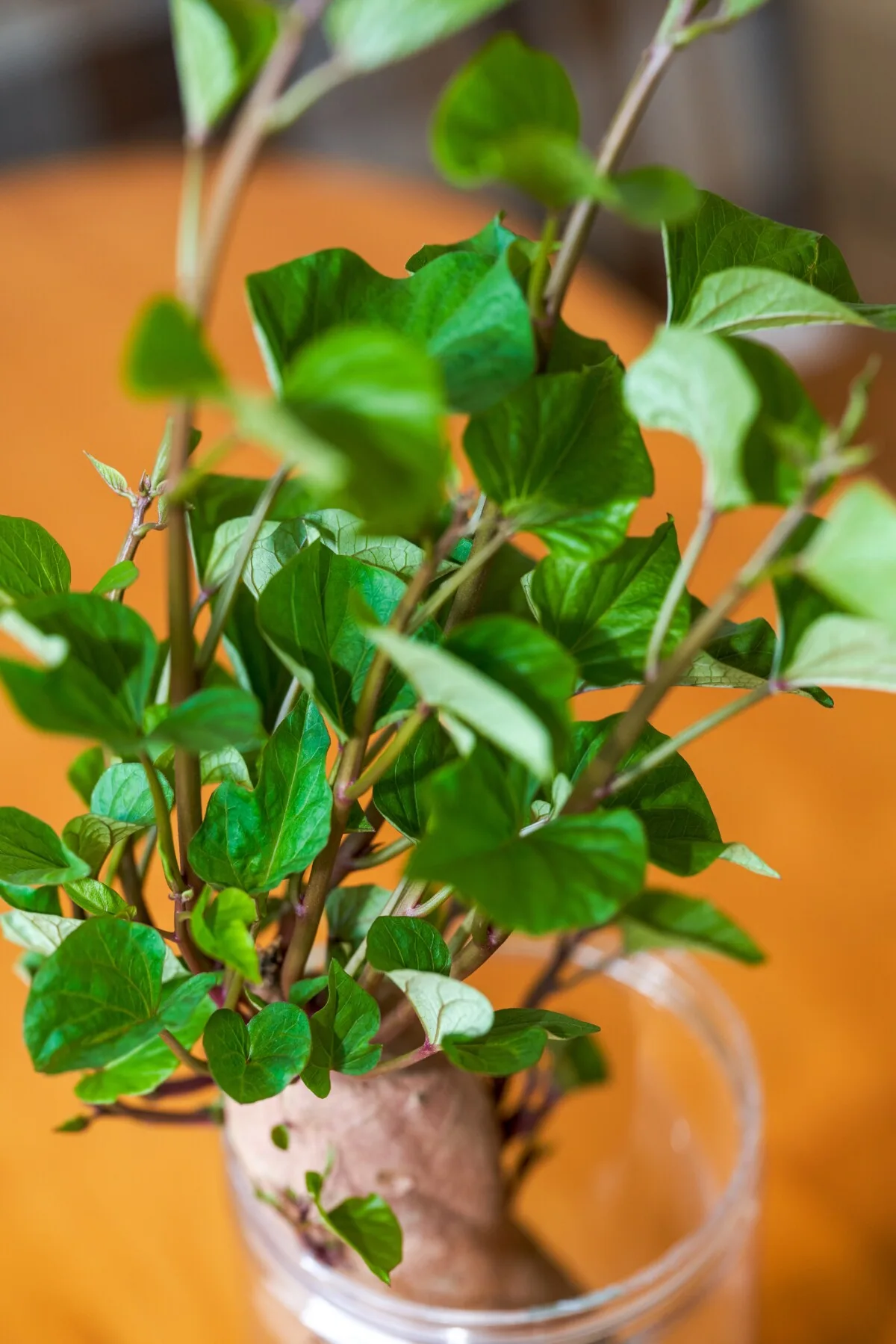 Sweet potato growing vines