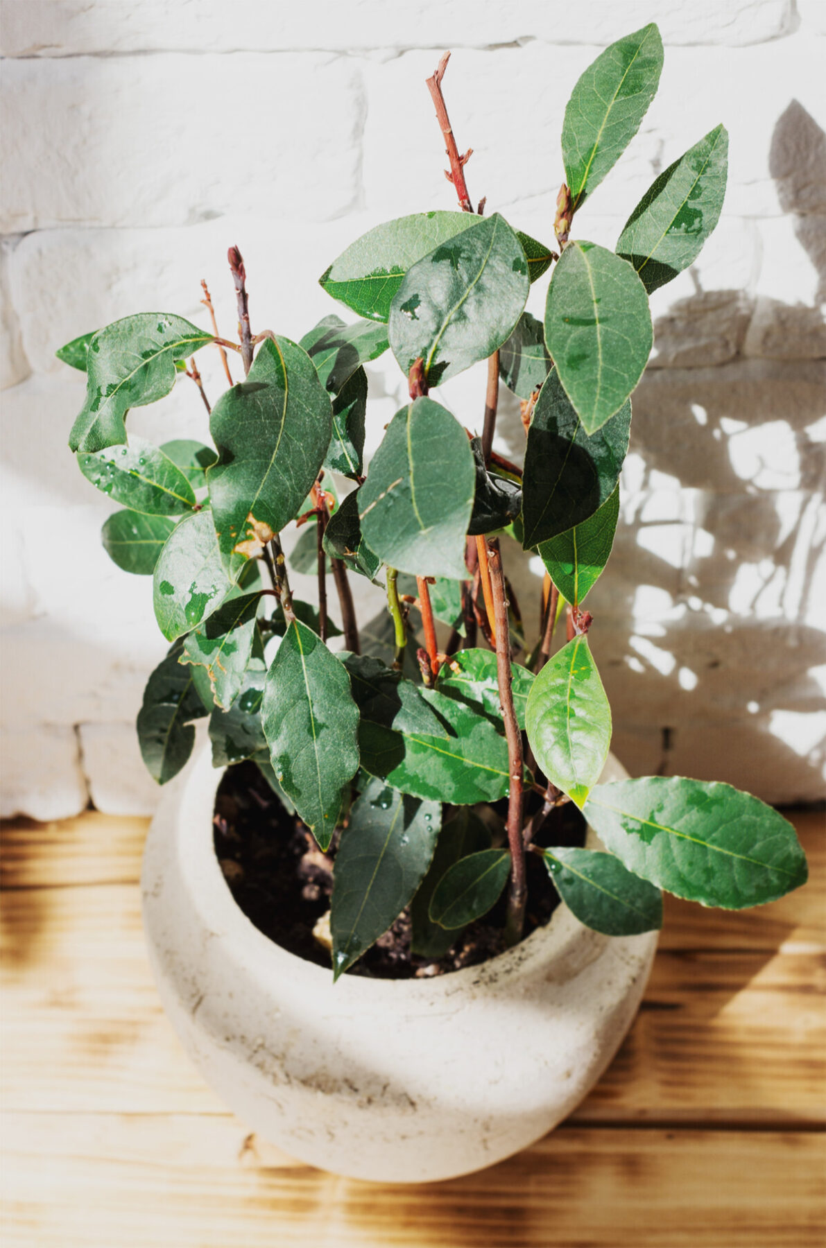 Bay or laurel plant growing in pot