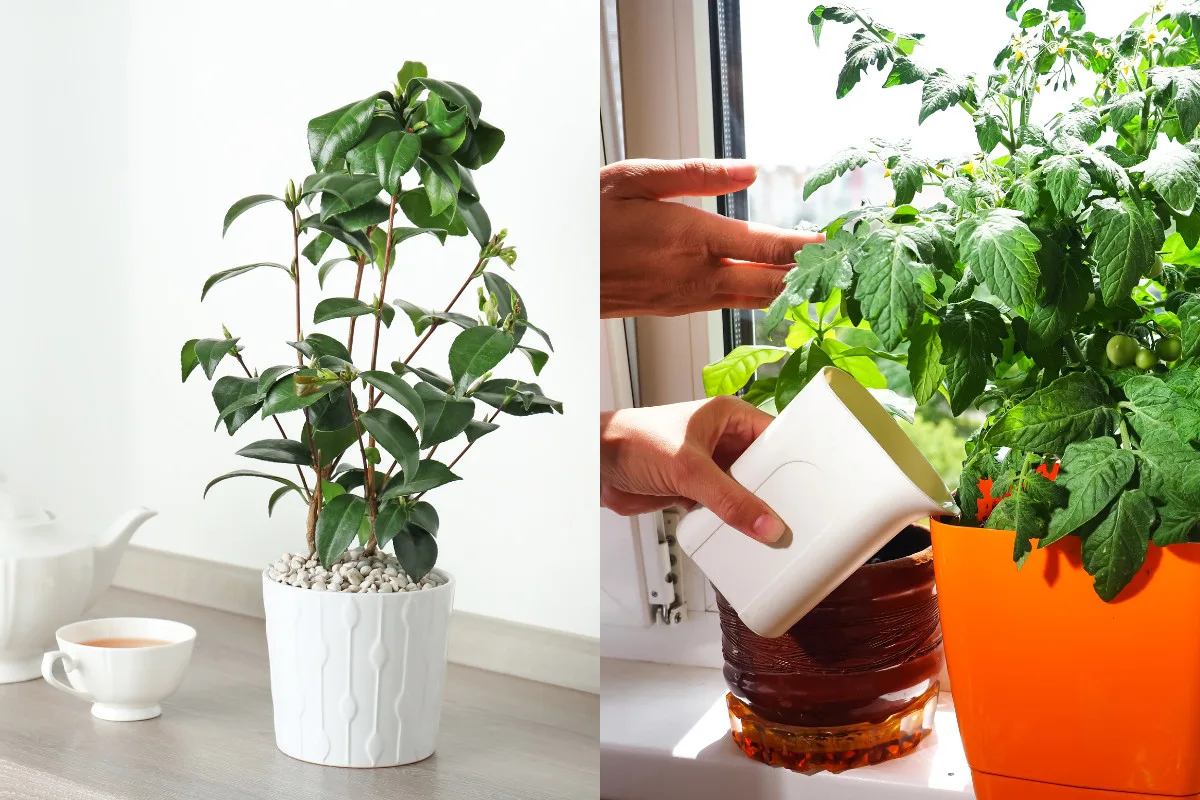 Bay plant and small potted tomato plant