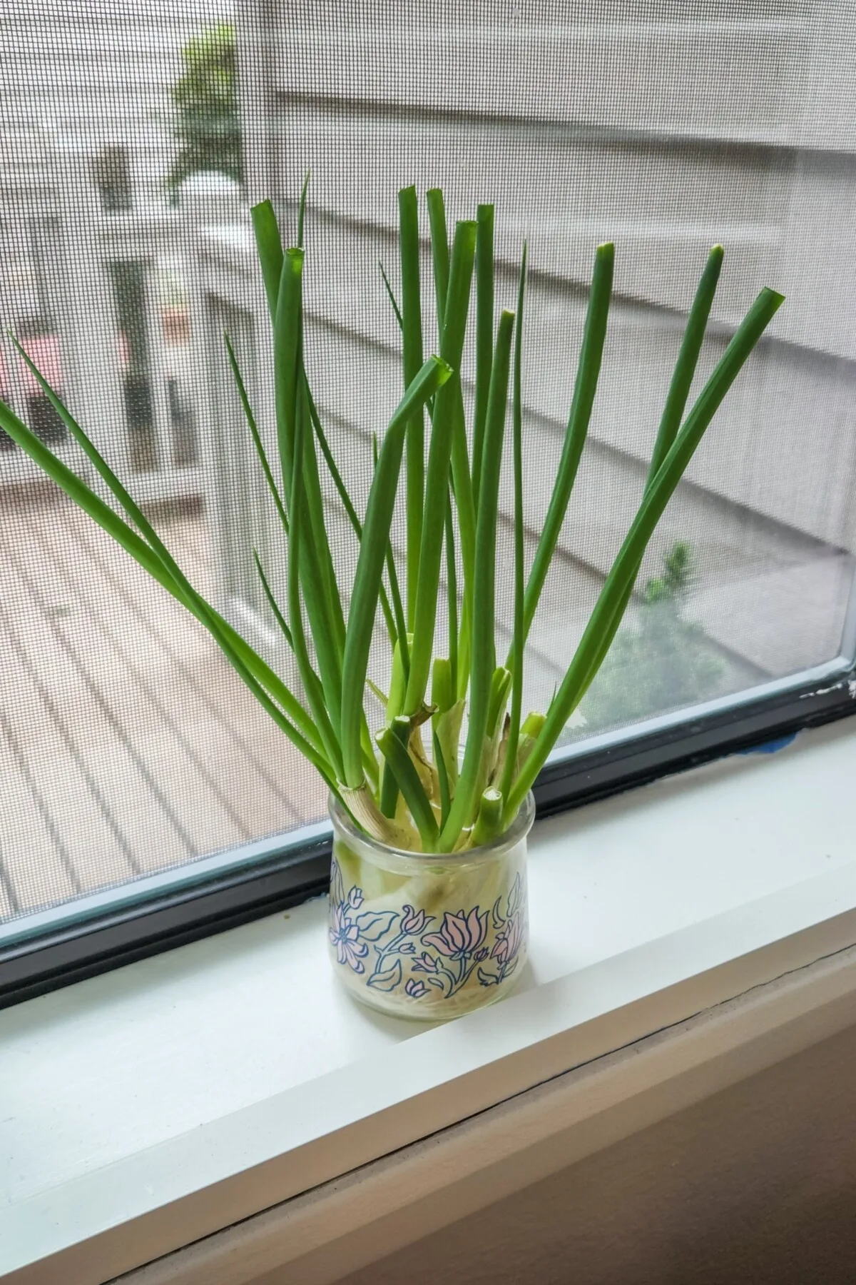 Jar with green onions in it on a windowsill