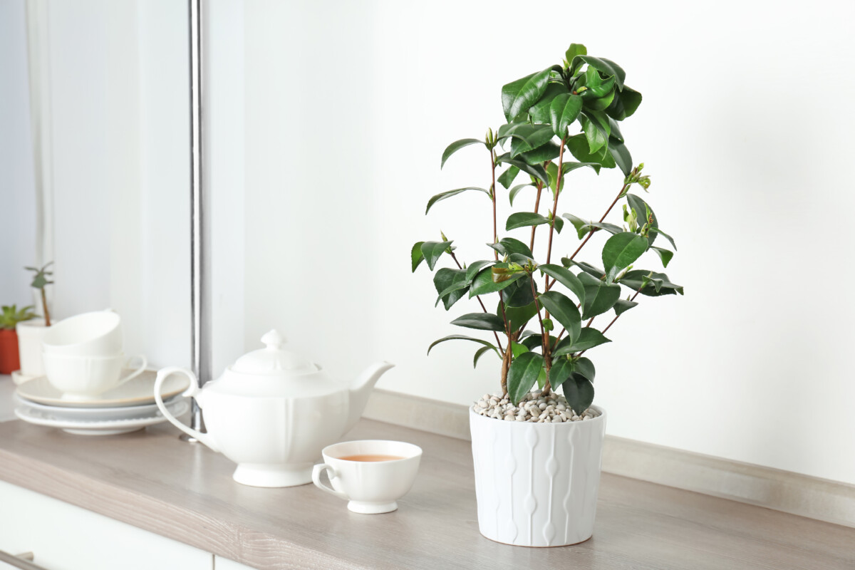 Tea plant growing in a white pot