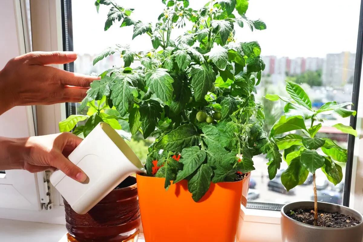 Small potted tomato plant