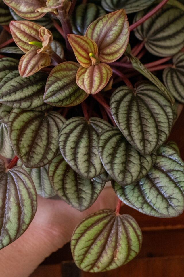 7 Things Every Peperomia Plant Owner Needs To Know