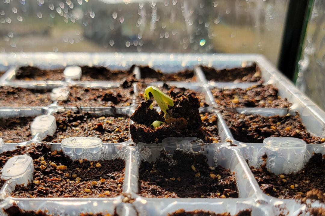 My Indoor Seed Starting Set Up + a Brilliant Hack