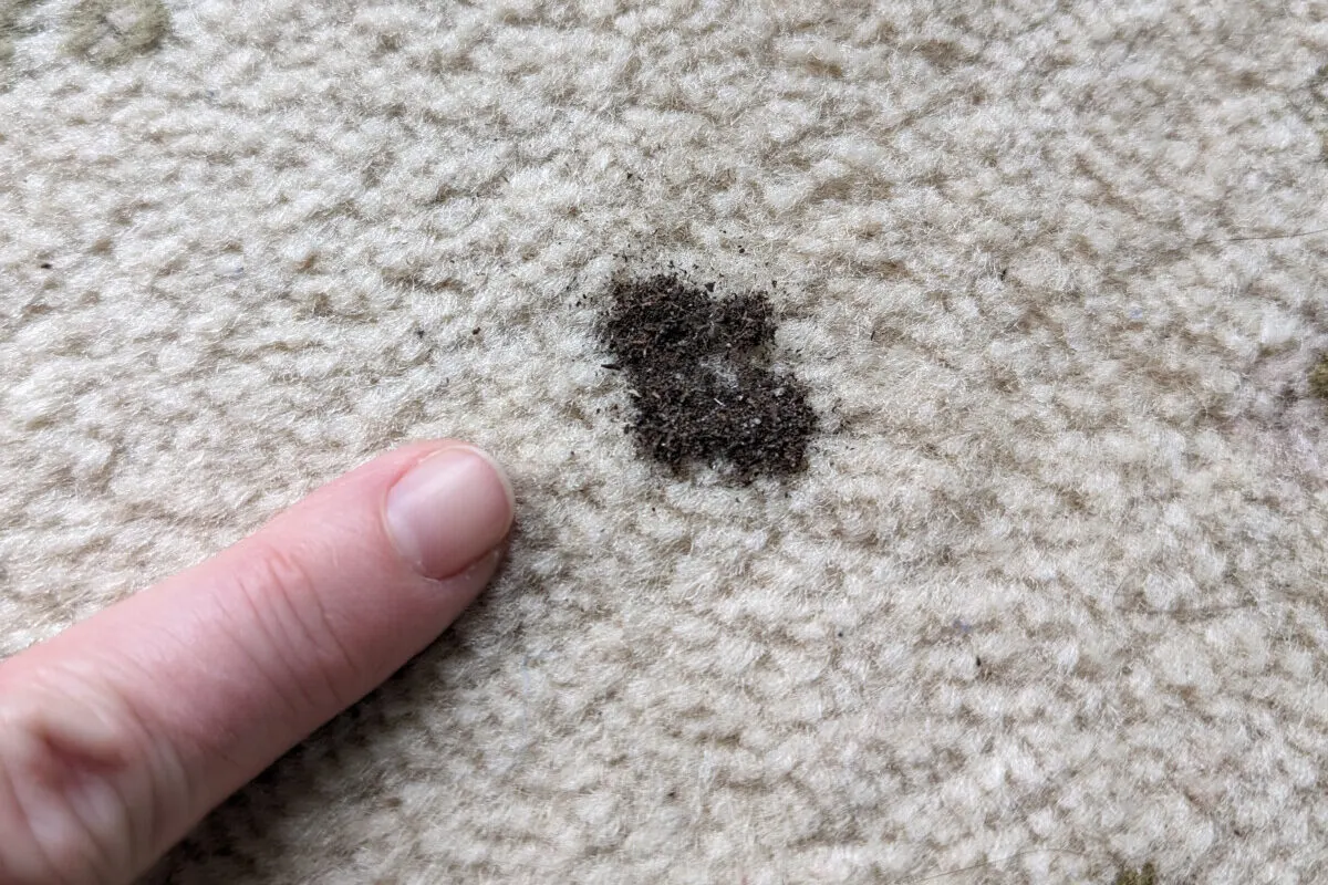 Finger pointing to potting mix on carpet