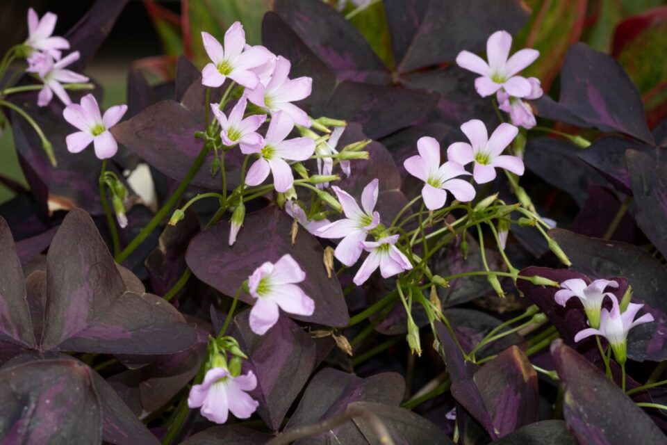 10 Houseplants With Stunning Winter Blooms