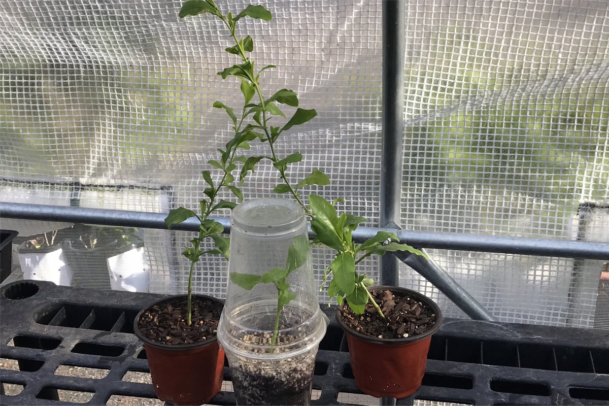 Semi-hardwood stem cuttings from Cape Plumbago in mini greenhouse