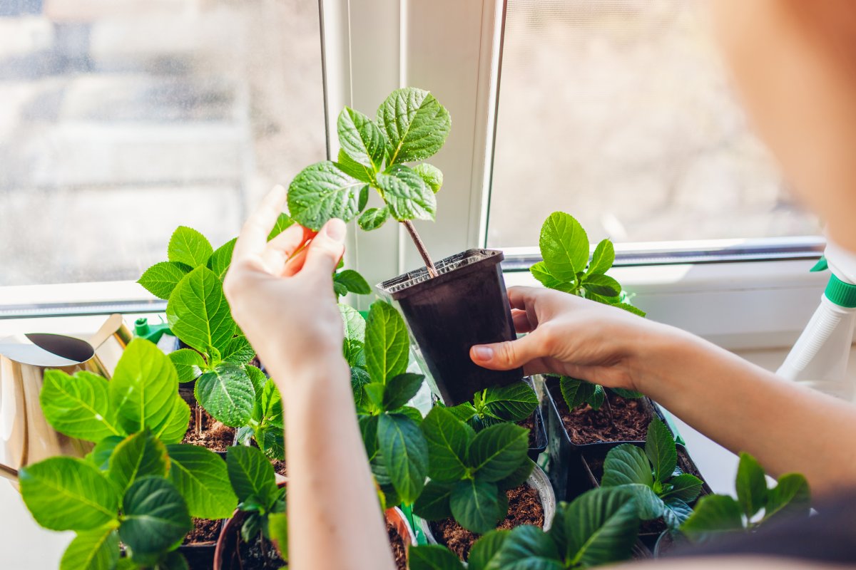 Woman's hand placing a stem cutting in a pot