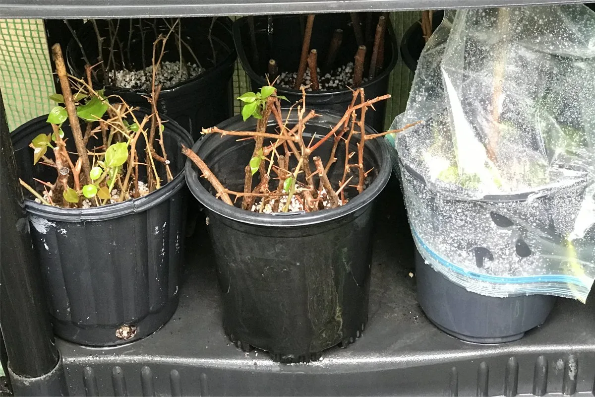 Hardwood and semi-hardwood stem cuttings in pots