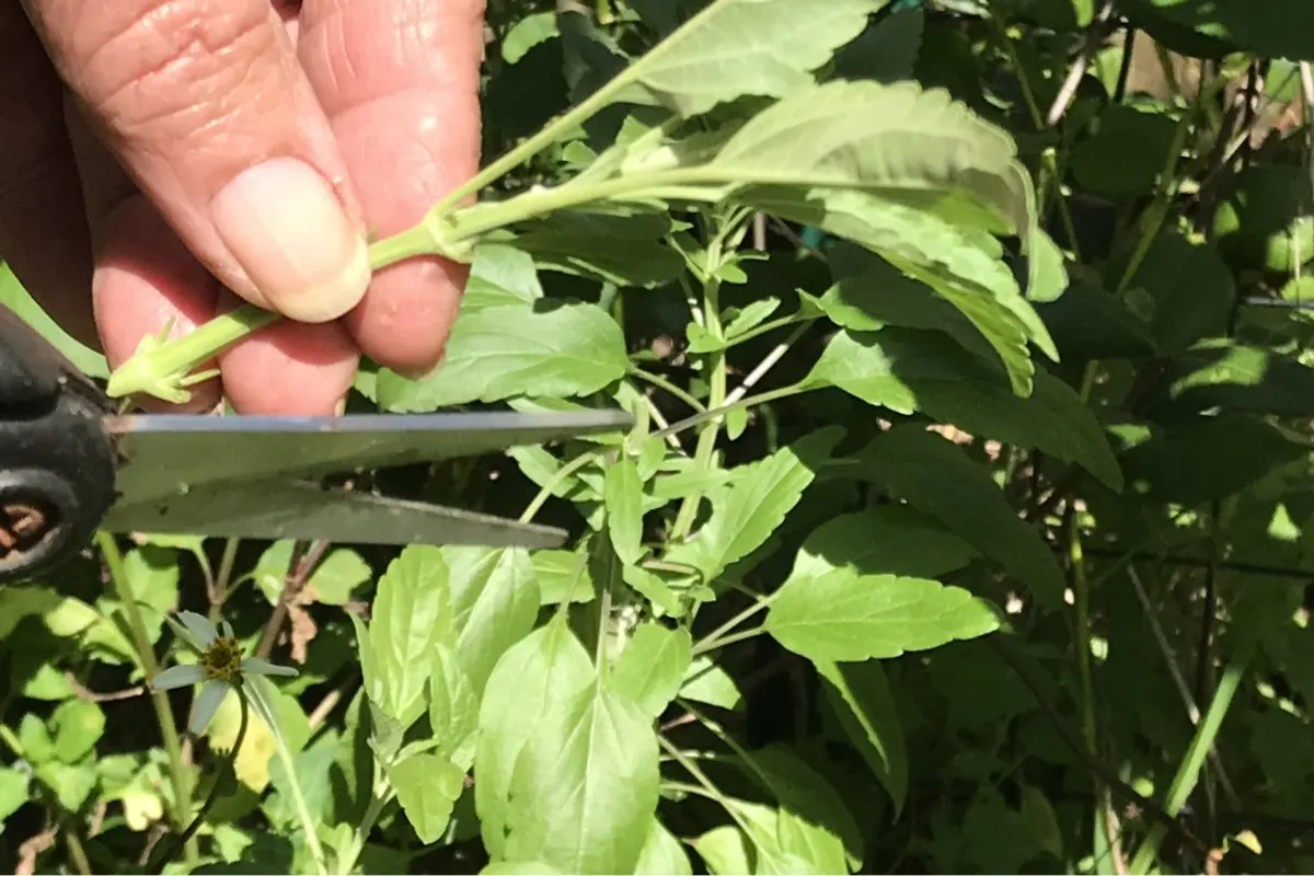 herbaceous stem cuttings of a blue salvia