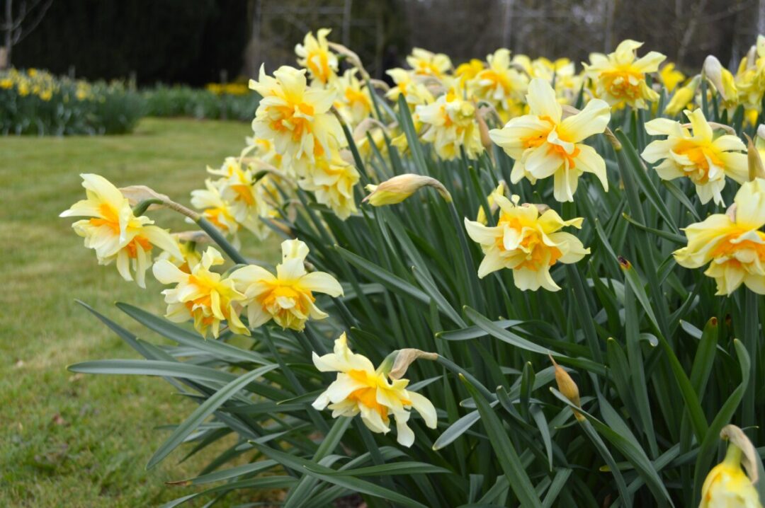 Blind Daffodils – 3 Reasons Your Daffodils Aren't Flowering & How To Fix It