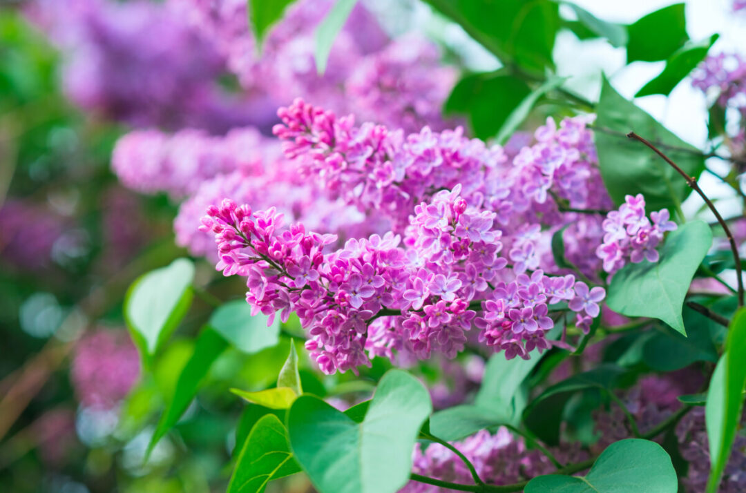 30 Plants You Shouldn’t Prune in Spring