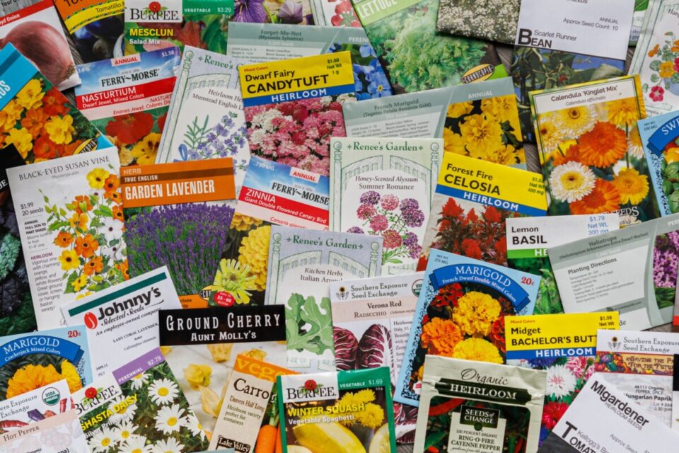 Why Gardeners Need to Stop Worrying about Non-GMO Seeds