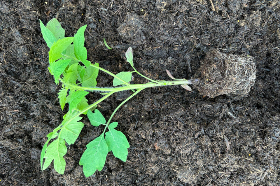 Sow Tomato Seeds the Right Way & Say Goodbye to Leggy Seedlings