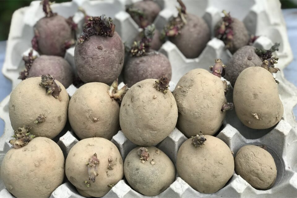 How to Easily Grow Potatoes In a Cardboard Box