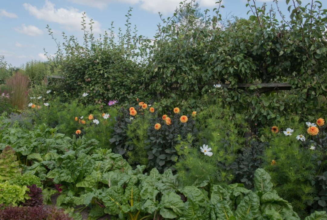 Why Gardeners Get Companion Planting Wrong & How to Get It Right