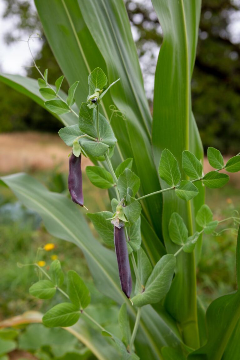 Why Gardeners Get Companion Planting Wrong & How to Get It Right