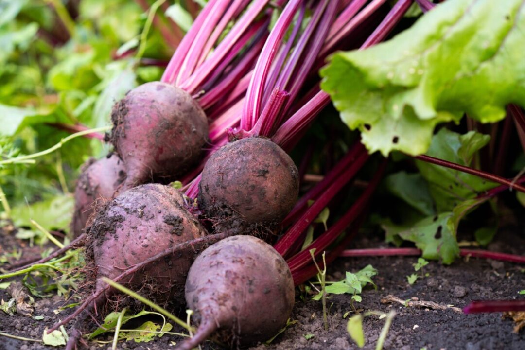 15 Vegetables That Will Grow in a Shady Garden