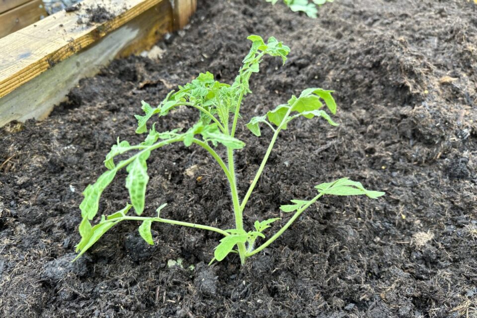 Planting Tomatoes Sideways Vs Deeply Which Is Best