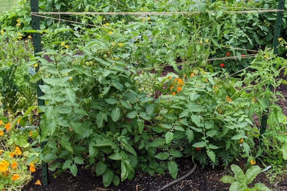 7 Sneaky Tomato Planting Mistakes to Avoid This Spring