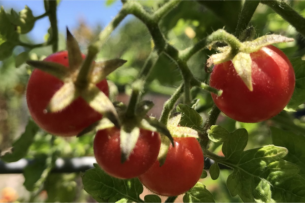 Clusters of Wild Everglades Tomatoes