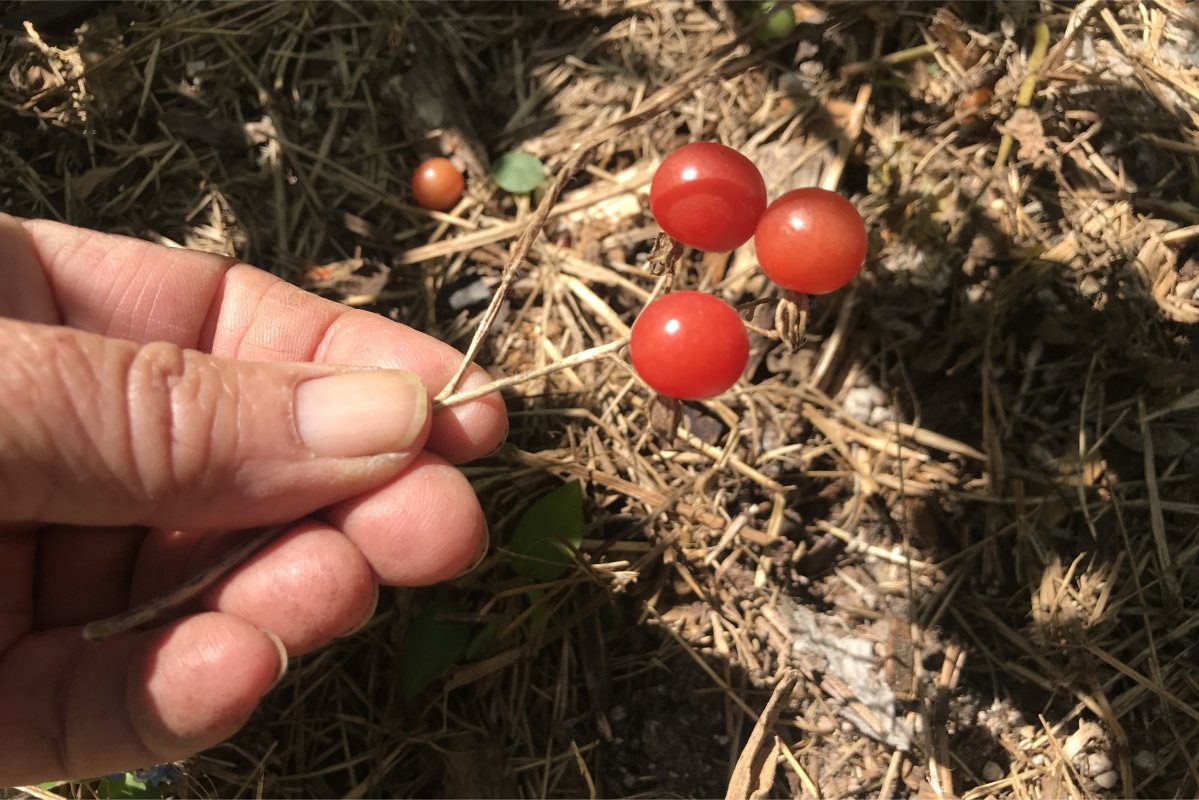 Windfall Everglades tomatoes