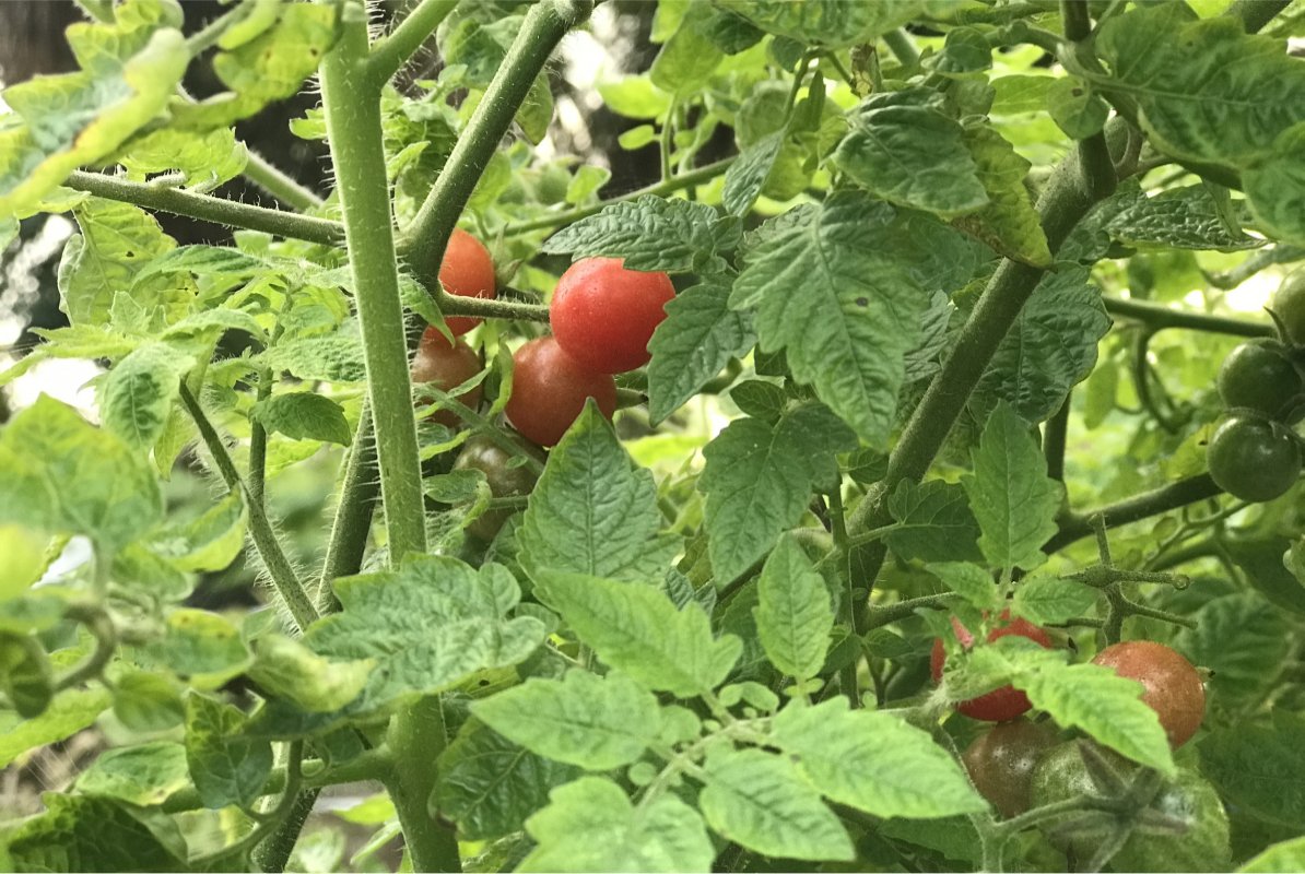 Everglades tomatoes ripening