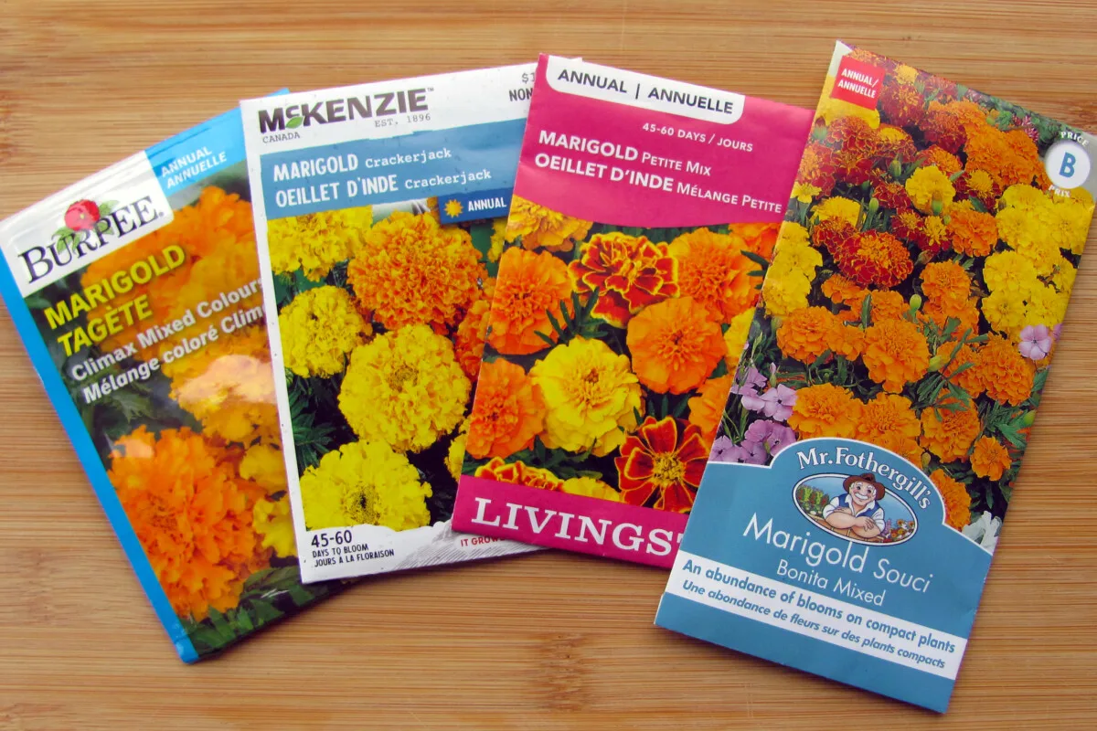 Packets of marigold seeds